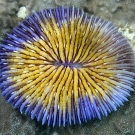  The free-living coral Fungia sp. is one of the few hard corals that do not attach themselves to the substrate.