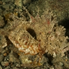 The ghastly appearance of the Spiny Devilfish (Inimicus didactylus).