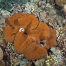 Very large giant clam (Tridacna gigas) nearly a meter long with a firey orange mantle.