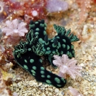  Two Crested Nembrotha nudibranches (Nembrotha cristata) together under the ‘flowers’.