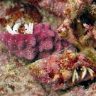 Two small white hermit crabs (Calcinus minutus) work to gain their footing after a strong surge flips them over