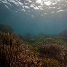 Waves of sunlight cast through the shallows of a reef covered in Porites and Acropora corals.