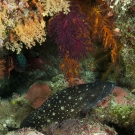 White Spotted Grouper (Epinephelus caeruleopunctatus) hiding beneath an overhang surrounded by soft corals.