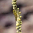 Wire Coral Goby (Bryaninops yongei) on the Cirripathes wire coral on which it is found.