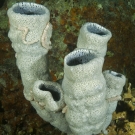 Worm Sea Cucumbers (Synaptula sp.) on a cluster of pale blue tube sponges.