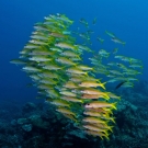 Large polarized school of Yellowfin Goatfish (Mulloidichthys vanicolensis) sweeps by the reef.