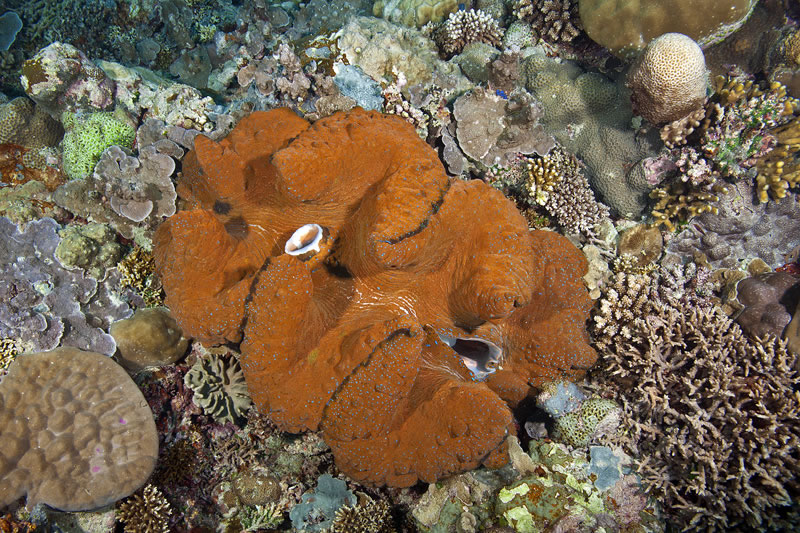 Very large giant clam (Tridacna gigas) nearly a meter long with a firey orange mantle.