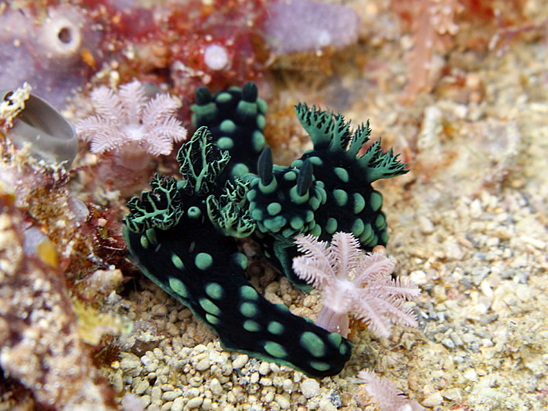 Two Crested Nembrotha nudibranches (Nembrotha cristata) together under the ‘flowers’.