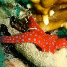 ameer_abdulla_may_2008_red_sea-21-1-52-55-pm