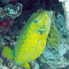 balloonfish-1-52-55-pm