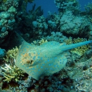 blue-spot-ray2-1-52-55-pm