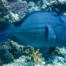 bumphead-parrotfish-1-52-55-pm