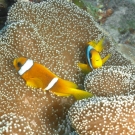 clownfish-2-may-9-ah-1-52-55-pm