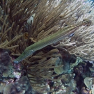 img_5079_1-1-52-55-pm