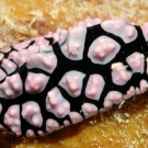 nudibranch-may-15-ah-1-52-55-pm