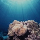 porites-and-soft-coral-1-52-54-pm
