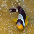 sey-anenomefish-1-52-54-pm