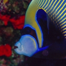 sey-emp-angelfish-1-52-54-pm