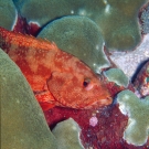 sey-grouper-1-52-54-pm