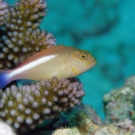 sey-hawkfish1-1-52-54-pm