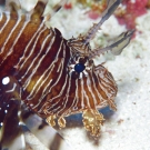 sey-lionfish-1-52-54-pm