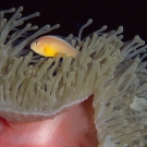 sey-skunk-anenomefish-1-52-54-pm