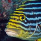 sey-sweetlips-1-52-54-pm