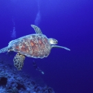sey-turtle-2-1-52-54-pm