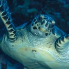 sey-turtle-3-1-52-54-pm