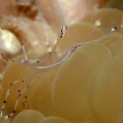 shrimp-may-13-ah-1-52-54-pm