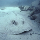 stingray-1-52-54-pm