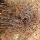 tube-worm-2-may-10-ah-1-52-54-pm