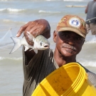 One of the fish (a mullet, family Mugilidae) caught in the village\'s beach seine net.