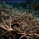 A thicket of healthy Acropora cervicornis (staghorn coral) coral blankets a reef within the new marine protected area on Jamaica\'s Pedro Bank.