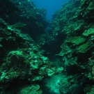 Coral reefs of Jamaica\'s Pedro Bank are some of the healthiest reefs in the country, but few large fish remain. 