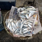 A basket of herring (clupeidae) for sale at a local fish market on Jamaica\'s southern shore. 