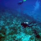 Divers on the Global Reef Expedition conducting a survey of commercially valuable lobsters and conch in Jamaica.