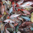 Relatively small snappers, grunts, parrotfish, jack, and even a few invasive lionfish for sale at a local market (see coin for scale). 