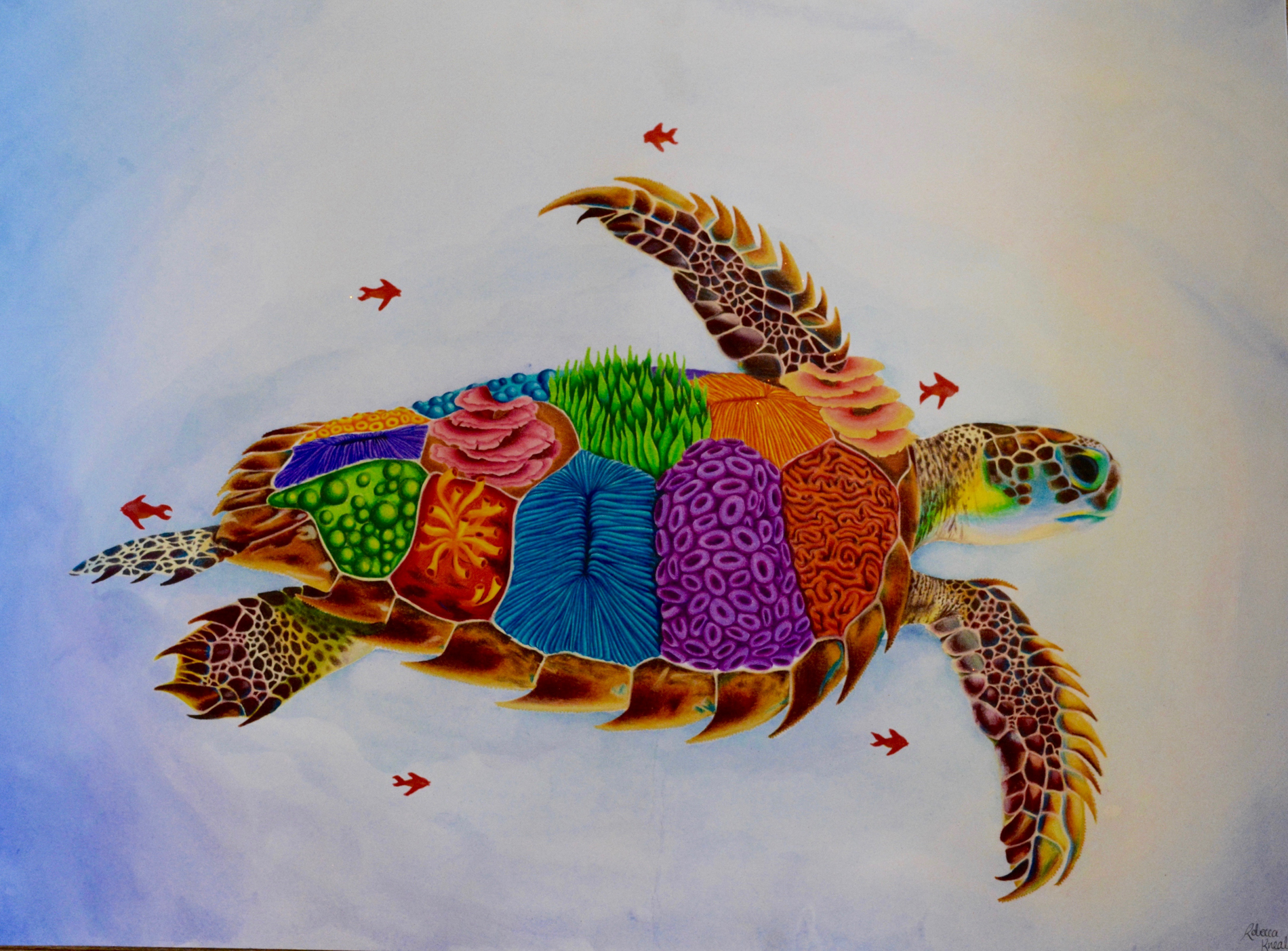 First Place: “Liberty Turtle (Libertatum testudo graeca)’ By Rebecca Kneale, 15 New Zealand First Place: “Liberty Turtle (Libertatum testudo graeca)’ By Rebecca Kneale, 15 New Zealand