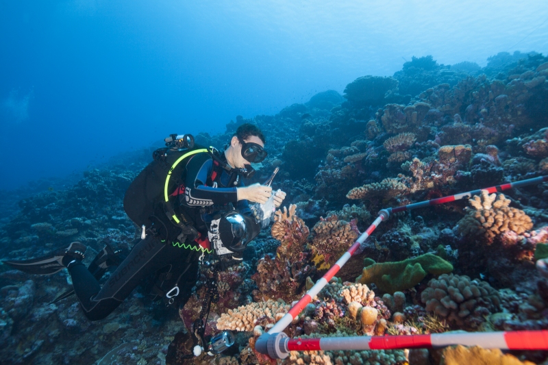 Joao Monteiro collecting reef samples.