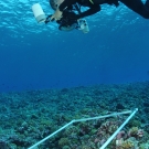 Ken Marks photographing a phototransect.