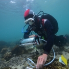 Joao Monteiro using a PAM flourometer.