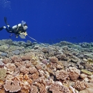 Kate Fraser performing a fish transect.