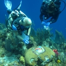 Science team members collecting coral disease samples.