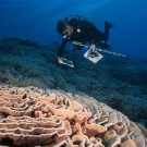Andrew Bruckner performing a coral survey.