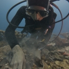 Jenna Moore collecting invertebrate samples.