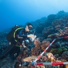 Joao Monteiro collecting reef samples.