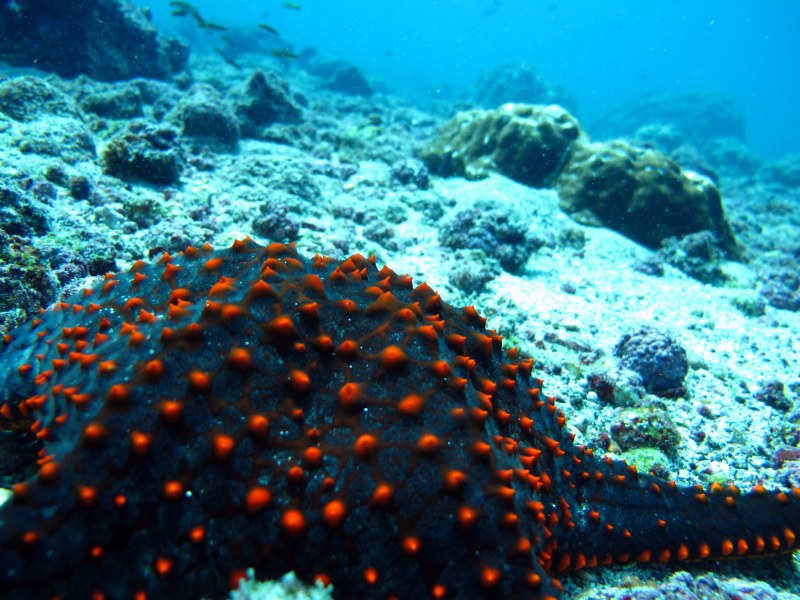 Морские звезды на дне. Морская звезда. Морские звезды на Мальдивах. Морская звезда на дне океана. Большие морские звезды.