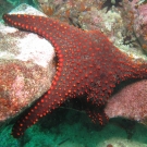 Panamic Cushion Star, \'Pentaceraster cummingi\'