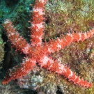 Keeled Sea Star, \'Asteropsis carinifera\'